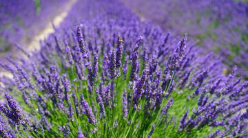 How to make Lavender Kombucha - Kefirko UK