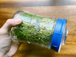 Sprouting: How to sprout at home with Kefirko - Kefirko UK